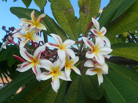 Tropical flowers Ahe Atoll June 2015